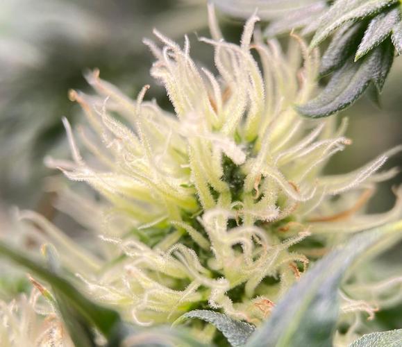 Terpyz - Dooligah 0G F3. Week 12