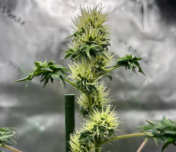 Terpyz - Dooligah 0G F3. Week 12