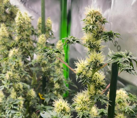 Terpyz - Dooligah 0G F3. Week 12