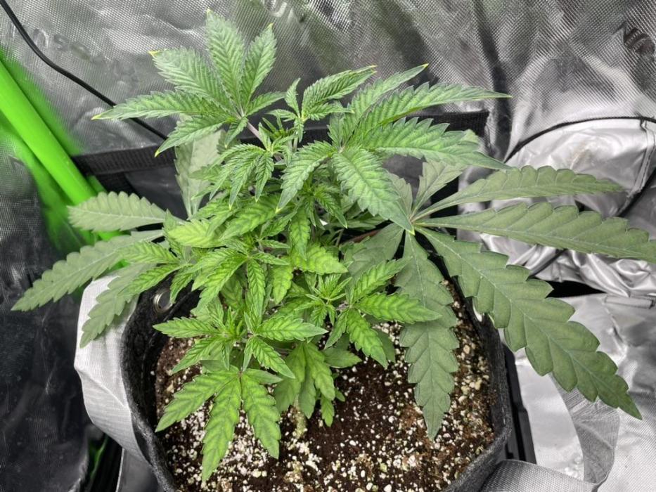 Terpyz - Cheesus Christ S1. Week 6