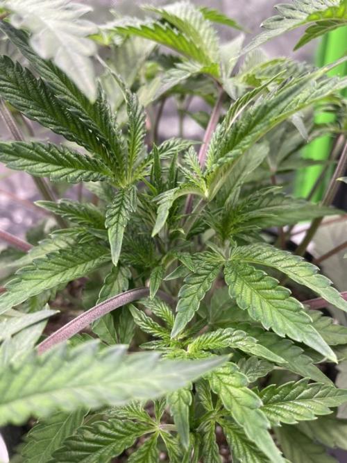 Terpyz - Cheesus Christ S1. Week 7