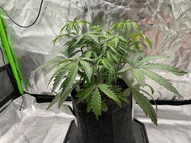 Terpyz - Cheesus Christ S1. Week 7