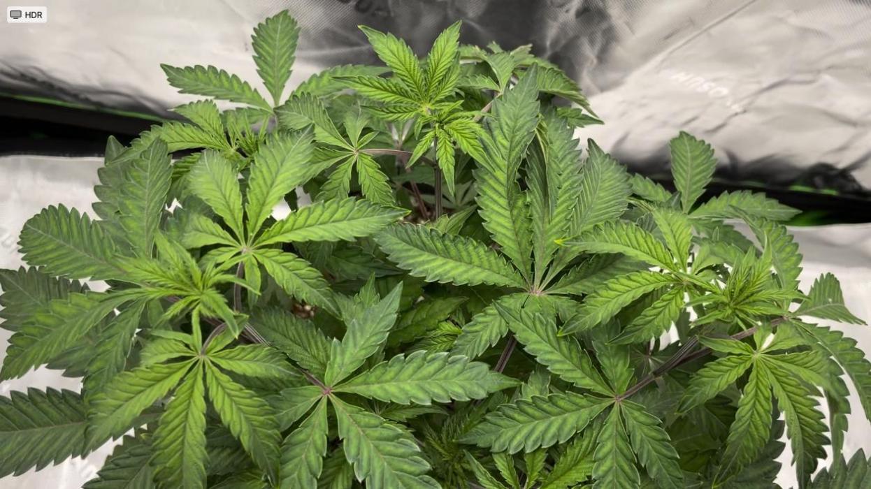 Terpyz - Cheesus Christ S1. Week 8