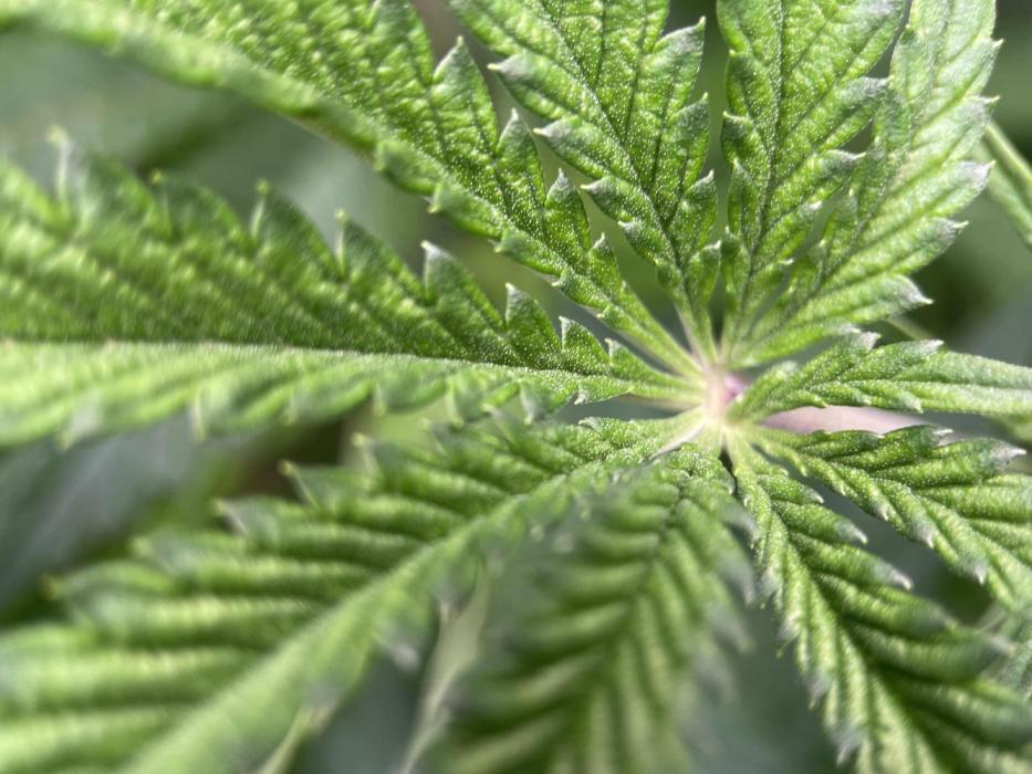 Terpyz - Cheesus Christ S1. Week 9