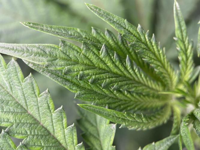 Terpyz - Cheesus Christ S1. Week 10