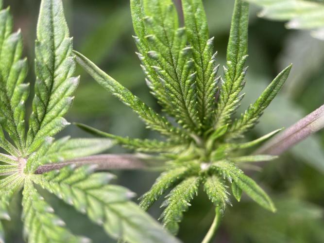 Terpyz - Cheesus Christ S1. Week 10