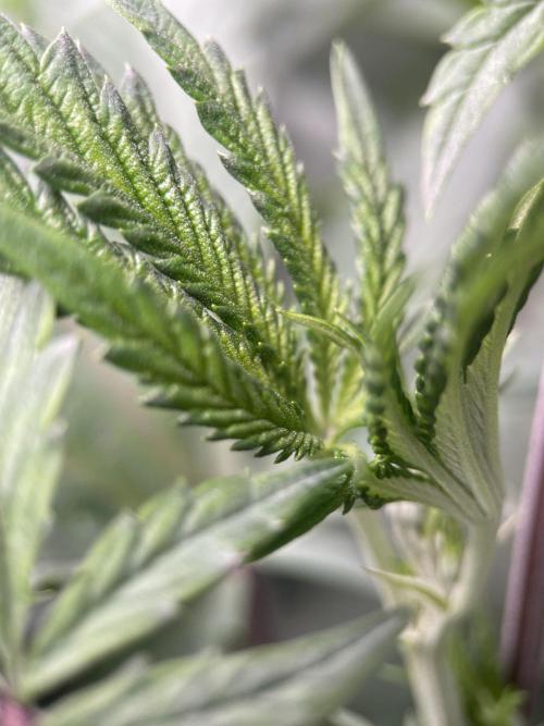 Terpyz - Cheesus Christ S1. Week 10