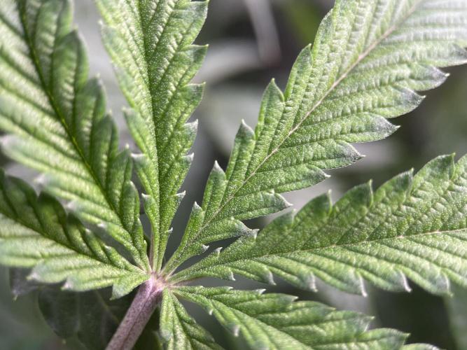 Terpyz - Cheesus Christ S1. Week 10