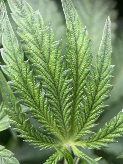 Terpyz - Cheesus Christ S1. Week 10