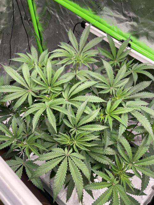 Terpyz - Cheesus Christ S1. Week 10