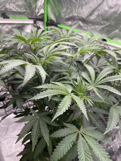 Terpyz - Cheesus Christ S1. Week 10