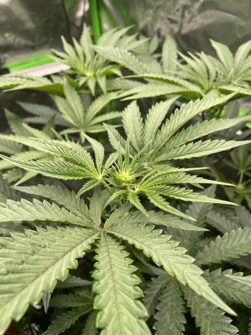 Terpyz - Cheesus Christ S1. Week 11