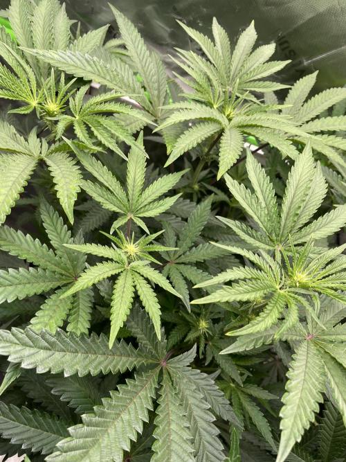 Terpyz - Cheesus Christ S1. Week 11