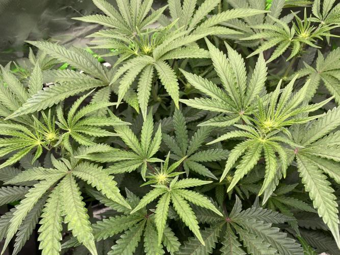 Terpyz - Cheesus Christ S1. Week 11