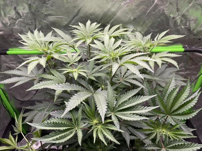 Terpyz - Cheesus Christ S1. Week 11