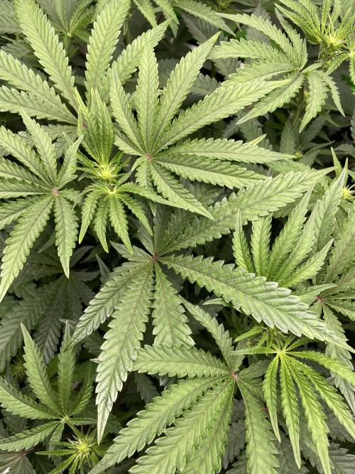 Terpyz - Cheesus Christ S1. Week 11