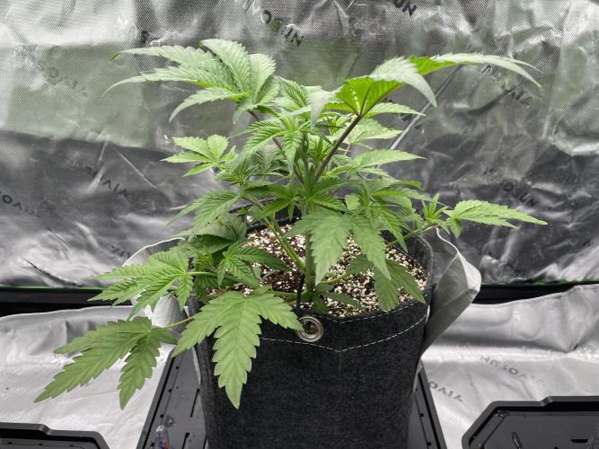 Terpyz - Neon Wasabii. Week 6