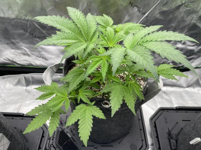 Terpyz - Neon Wasabii. Week 6