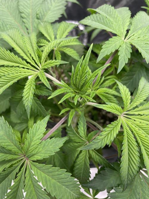 Terpyz - Neon Wasabii. Week 7