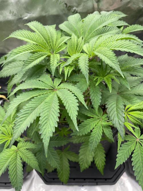 Terpyz - Neon Wasabii. Week 8