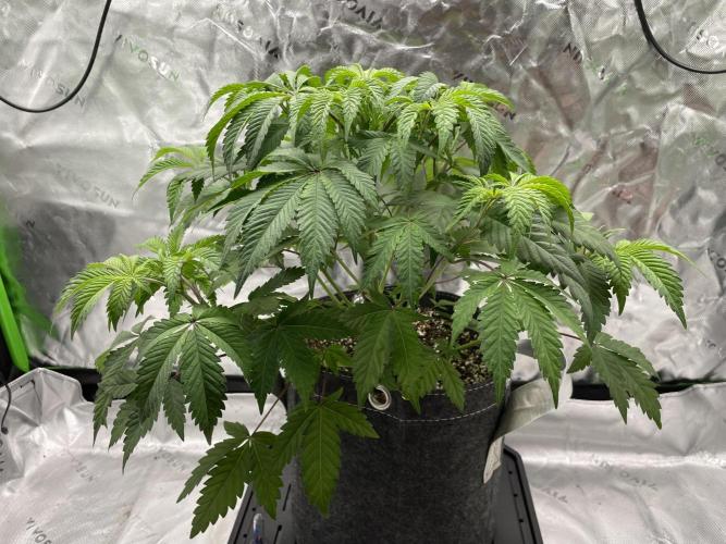 Terpyz - Neon Wasabii. Week 9