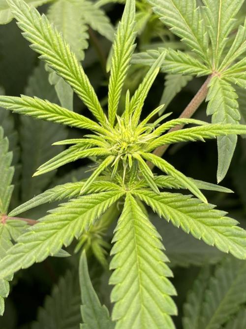 Terpyz - Neon Wasabii. Week 11