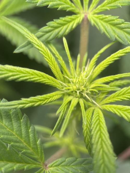 Terpyz - Neon Wasabii. Week 11