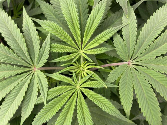 Terpyz - Neon Wasabii. Week 11