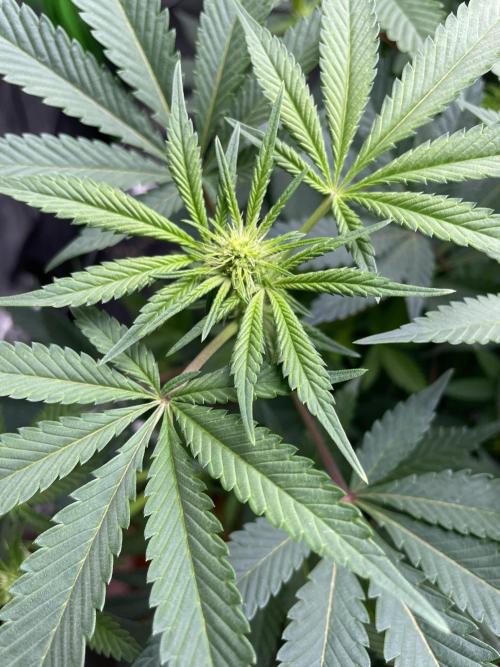 Terpyz - Neon Wasabii. Week 11