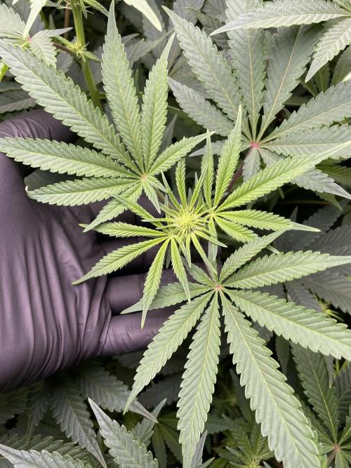 Terpyz - Neon Wasabii. Week 11