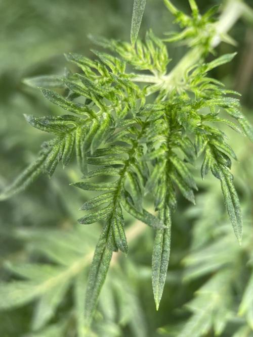 Terpyz - Mentha De Croco. Week 9