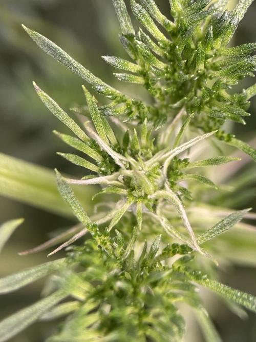 Terpyz - Mentha De Croco. Week 11