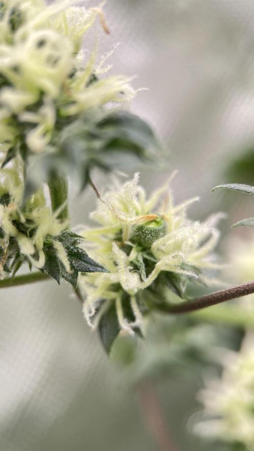 Terpyz - Dooligah 0G F3. Week 13