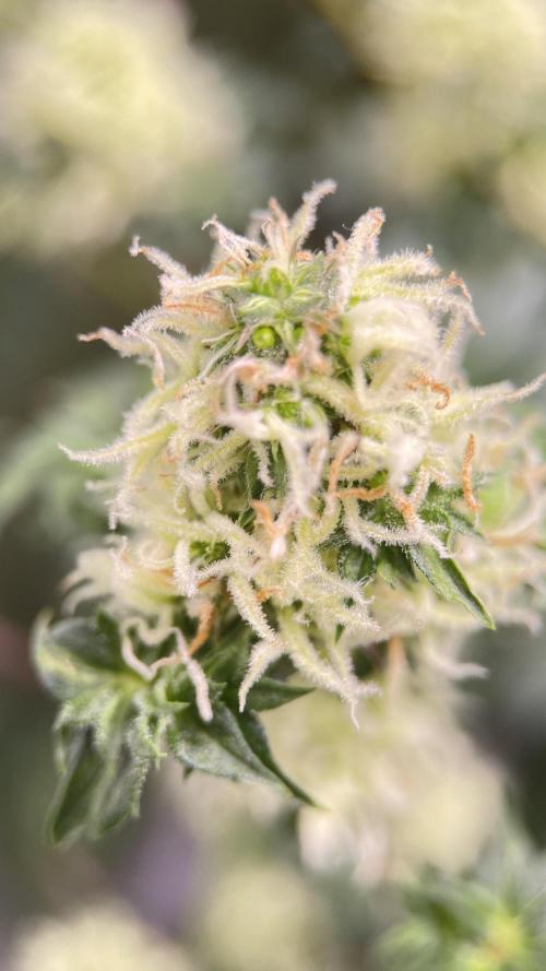 Terpyz - Dooligah 0G F3. Week 13