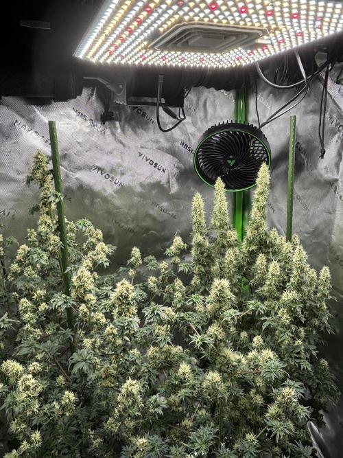 Terpyz - Dooligah 0G F3. Week 13