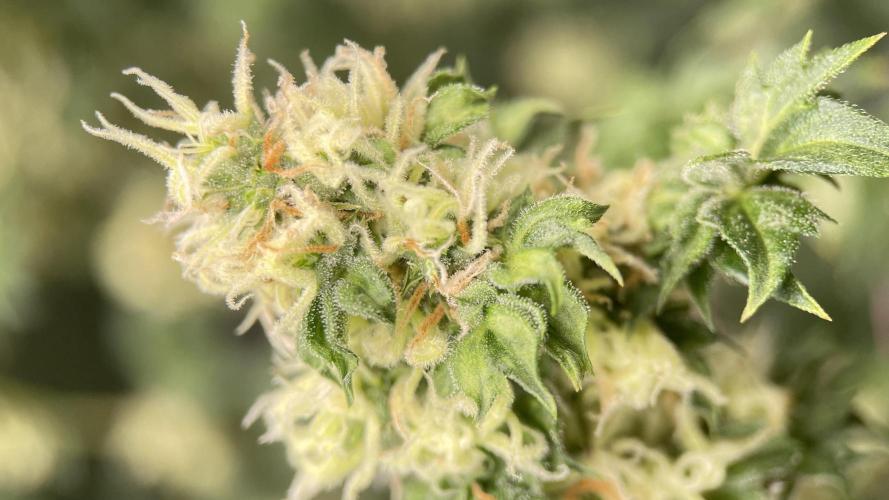 Terpyz - Dooligah 0G F3. Week 13