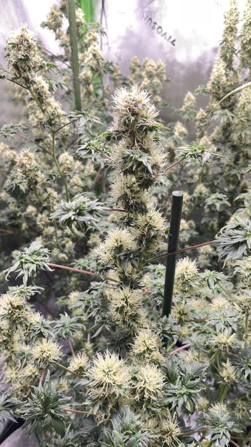 Terpyz - Dooligah 0G F3. Week 13