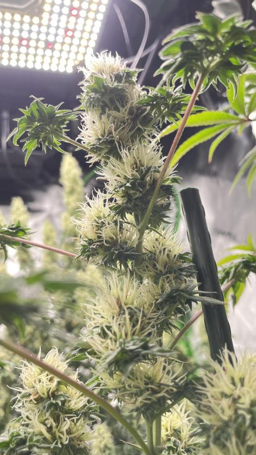 Terpyz - Dooligah 0G F3. Week 13