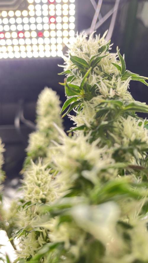 Terpyz - Dooligah 0G F3. Week 13