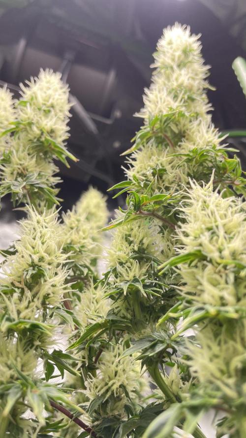 Terpyz - Dooligah 0G F3. Week 13