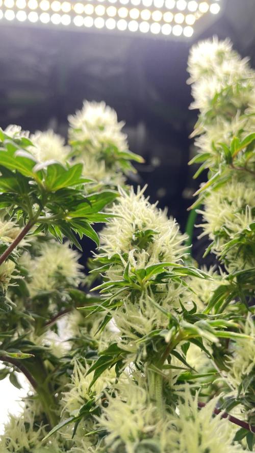 Terpyz - Dooligah 0G F3. Week 13