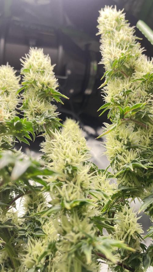 Terpyz - Dooligah 0G F3. Week 13