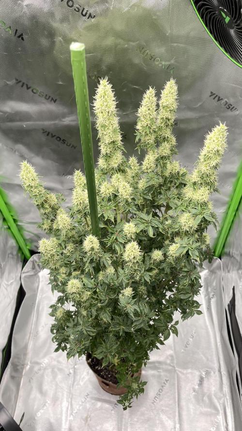 Terpyz - Dooligah 0G F3. Week 13