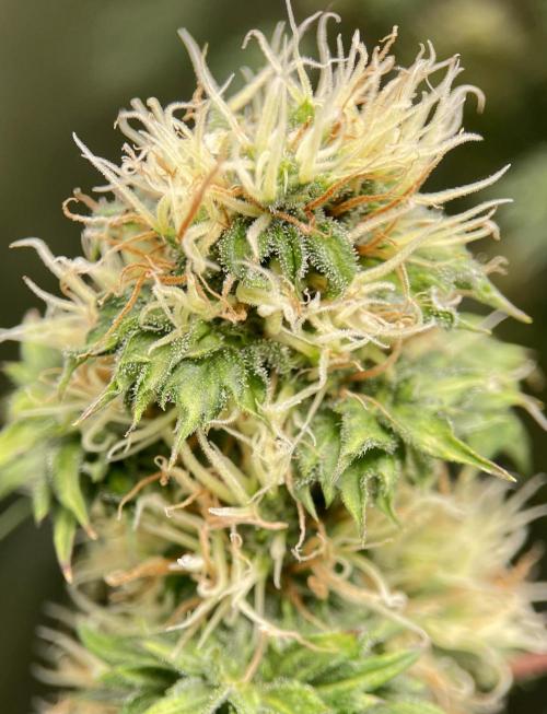 Terpyz - Dooligah 0G F3. Week 14