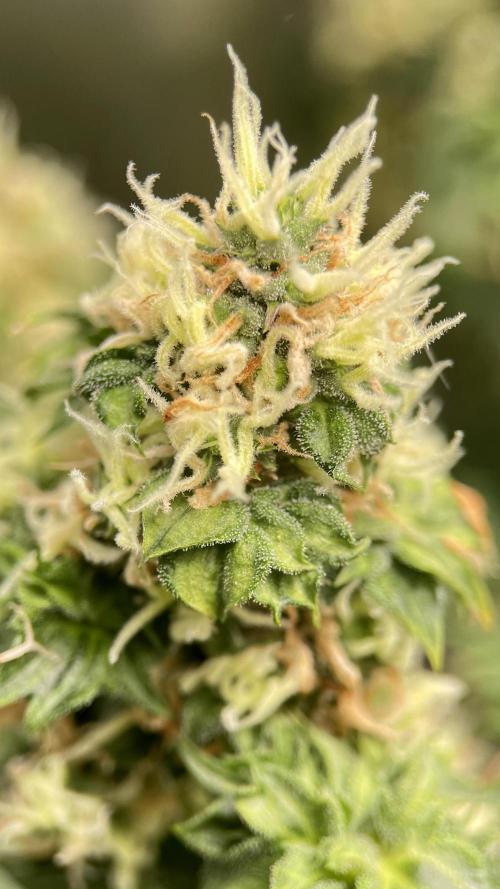 Terpyz - Dooligah 0G F3. Week 14