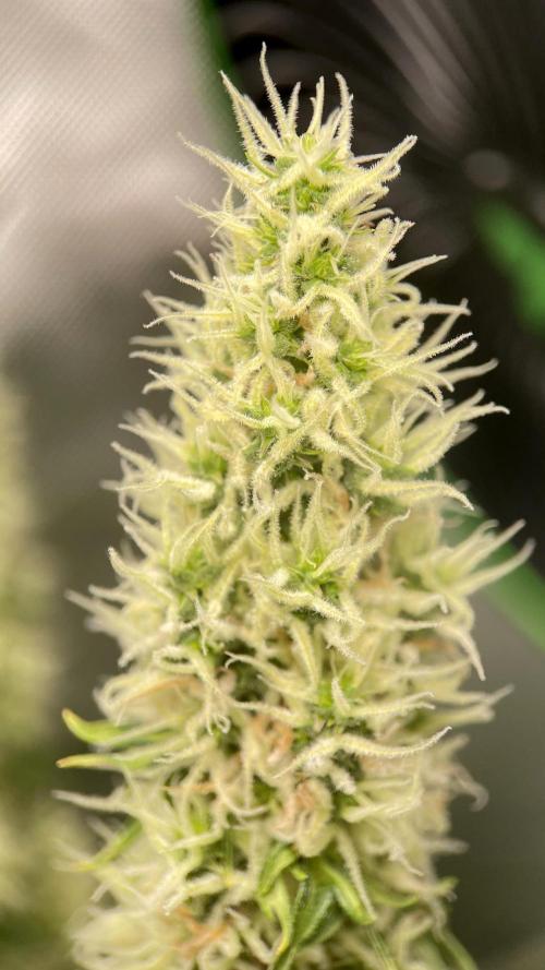 Terpyz - Dooligah 0G F3. Week 14