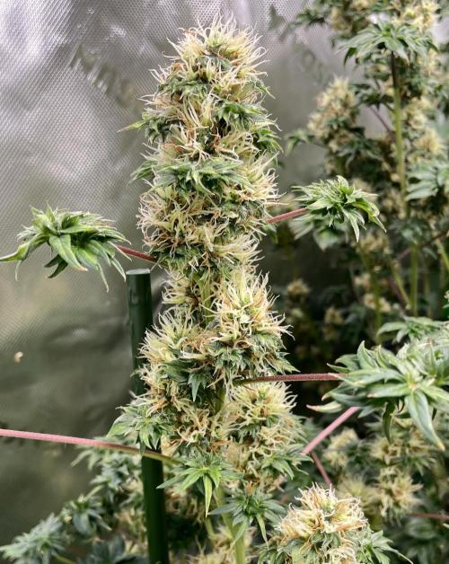 Terpyz - Dooligah 0G F3. Week 14