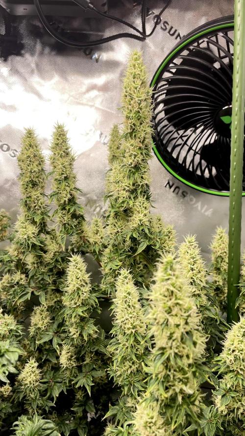 Terpyz - Dooligah 0G F3. Week 14