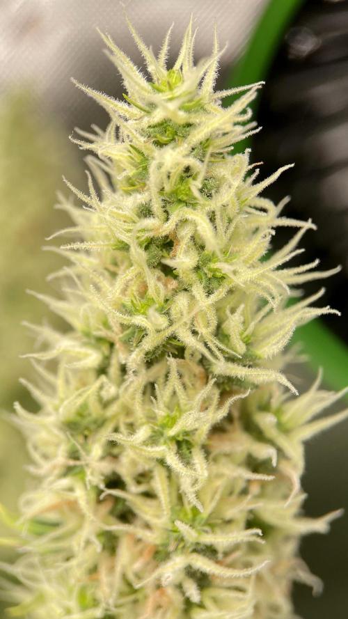 Terpyz - Dooligah 0G F3. Week 14