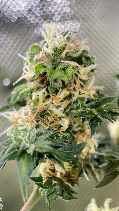 Terpyz - Dooligah 0G F3. Week 14